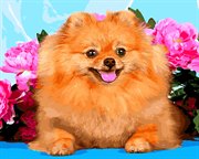 Шпиц Картина по номерам Paintboy GX27103