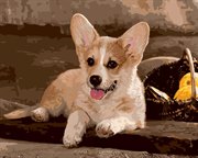 Вельш-Корги Картина по номерам на холсте ФРЕЯ PNB/R1-71