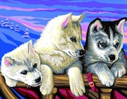 Картина раскраска по номерам Лайки KSG