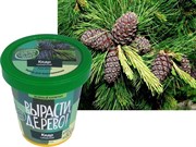 Набор для выращивания Вырасти Дерево! Кедр Сибирский