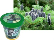 Набор для выращивания Вырасти Дерево! Пихта Вича