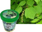 Набор для выращивания Вырасти Дерево! Клен зеленокорый