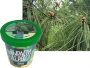 Набор для выращивания Вырасти Дерево! Сосна Веймутова