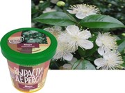 Набор для выращивания Вырасти Дерево! Мирт обыкновенный