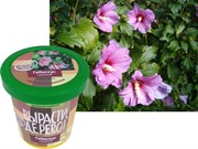 Набор для выращивания Вырасти Дерево! Гибискус сирийский