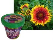 Набор для выращивания Вырасти Дерево! Гайллардия