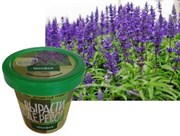 Набор для выращивания Вырасти Дерево! Шалфей