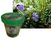 Набор для выращивания Вырасти Дерево! Розмарин