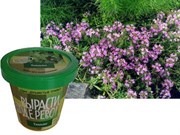 Набор для выращивания Вырасти Дерево! Тимьян