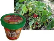 Набор для выращивания Вырасти Дерево! Земляника ананасная