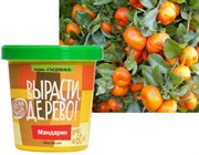 Набор для выращивания Вырасти Дерево! Мандарин