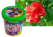 Набор для выращивания Вырасти Дерево! Роза китайская