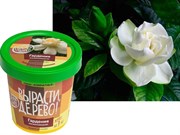 Набор для выращивания Вырасти Дерево! Гардения жасминовидная