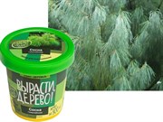 Набор для выращивания Вырасти Дерево! Сосна гималайская