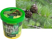Набор для выращивания Вырасти Дерево! Лиственница сибирская
