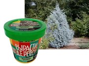 Набор для выращивания Вырасти Дерево! Кипарис Аризонский