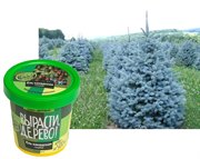 Ель канадская голубая Набор для выращивания Вырасти Дерево