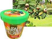 Набор для выращивания Вырасти Дерево! Мушмула германская