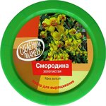 Набор для выращивания Вырасти Дерево! Смородина золотистая