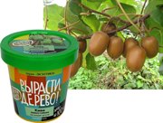 Набор для выращивания Вырасти Дерево! Киви зимостойкое