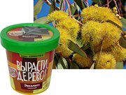 Набор для выращивания Вырасти Дерево! Эвкалипт лимонный