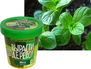 Набор для выращивания Вырасти Дерево! Мята яблочная